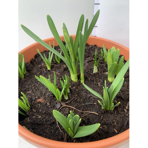 11 - TWO PLANTERS FILLED WITH SPRING BULBS TO INCLUDE DAFFODILS, CROCUS, TULIPS, SNOW DROPS. 5 LTR POTS 2... 