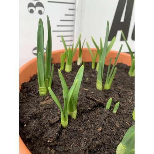 11 - TWO PLANTERS FILLED WITH SPRING BULBS TO INCLUDE DAFFODILS, CROCUS, TULIPS, SNOW DROPS. 5 LTR POTS 2... 