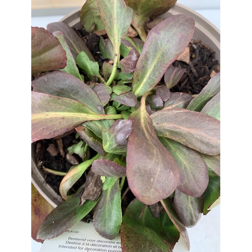 110 - TWO BERGENIAS ELEPHANTS EARS, 'BRESSINGHAM WHITE' AND 'SILBERLICHT' IN 2 LTR POTS. APPROX 30CM IN HE... 