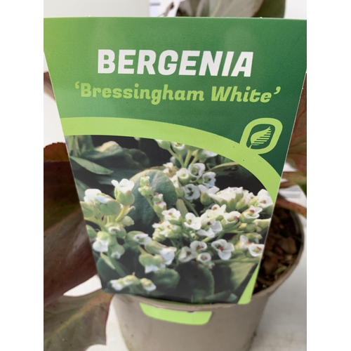 110 - TWO BERGENIAS ELEPHANTS EARS, 'BRESSINGHAM WHITE' AND 'SILBERLICHT' IN 2 LTR POTS. APPROX 30CM IN HE... 