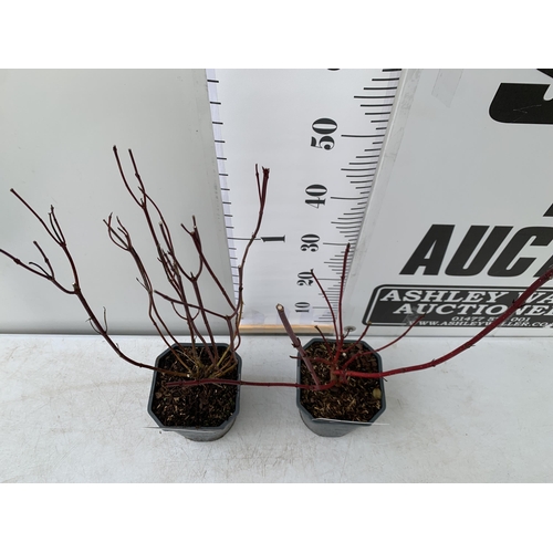 112 - TWO CORNUS VARIETIES, BRIGHT GREEN 'FLAVIRAMEA' AND RED ALBA 'AUREA'. IN 2 LTR POTS, APPROX 60CM IN ... 