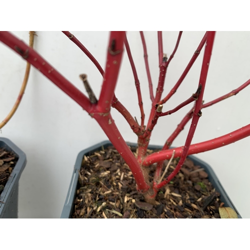 112 - TWO CORNUS VARIETIES, BRIGHT GREEN 'FLAVIRAMEA' AND RED ALBA 'AUREA'. IN 2 LTR POTS, APPROX 60CM IN ... 