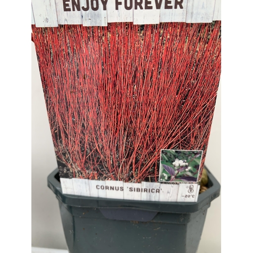 112 - TWO CORNUS VARIETIES, BRIGHT GREEN 'FLAVIRAMEA' AND RED ALBA 'AUREA'. IN 2 LTR POTS, APPROX 60CM IN ... 