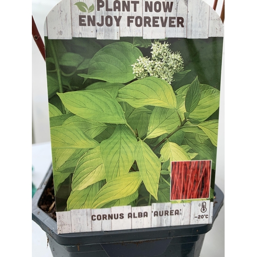 112 - TWO CORNUS VARIETIES, BRIGHT GREEN 'FLAVIRAMEA' AND RED ALBA 'AUREA'. IN 2 LTR POTS, APPROX 60CM IN ... 