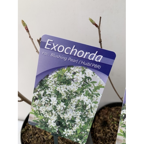 113 - TWO EXOCHORDA BLUSHING PEARL IN BUD. IN 2 LTR POTS 40-50CM TALL .TO BE SOLD FOR THE TWO