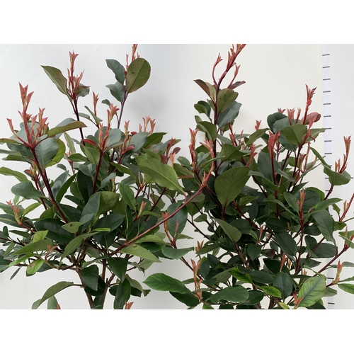 114 - TWO PHOTINIA FRASERI 'RED ROBIN' STANDARD TREES. APPROX 120CM IN HEIGHT IN 3 LTR POTS TO BE SOLD FOR... 