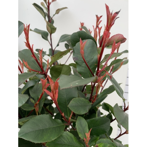 114 - TWO PHOTINIA FRASERI 'RED ROBIN' STANDARD TREES. APPROX 120CM IN HEIGHT IN 3 LTR POTS TO BE SOLD FOR... 