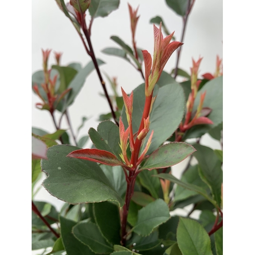 114 - TWO PHOTINIA FRASERI 'RED ROBIN' STANDARD TREES. APPROX 120CM IN HEIGHT IN 3 LTR POTS TO BE SOLD FOR... 