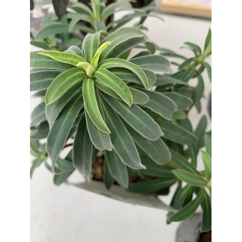 125 - SIX MIXED EUPHORBIA CHARACIAS IN 'MINERS MERLOT' AND 'WULFENII'. IN 2.5 LTR POTS, APPROX 40CM IN HEI... 