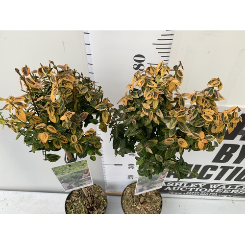 126 - TWO EUONYMUS FORTUNEI 'EMERALD AND GOLD' STANDARD TREES. APPROX 90CM IN HEIGHT IN 3 LTR POTS TO BE S... 