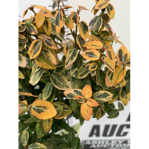 126 - TWO EUONYMUS FORTUNEI 'EMERALD AND GOLD' STANDARD TREES. APPROX 90CM IN HEIGHT IN 3 LTR POTS TO BE S... 