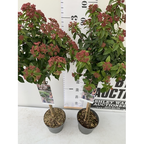 127 - TWO VIBURNUM 'TINUS' STANDARD TREES. APPROX 110CM IN HEIGHT IN 3 LTR POTS TO BE SOLD FOR THE TWO