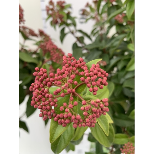 127 - TWO VIBURNUM 'TINUS' STANDARD TREES. APPROX 110CM IN HEIGHT IN 3 LTR POTS TO BE SOLD FOR THE TWO