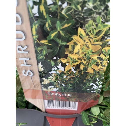 128 - THREE EUONYMUS VARIETIES IN 2 LTR POTS. APPROX 30-50CM IN HEIGHT TO BE SOLD FOR THE THREE