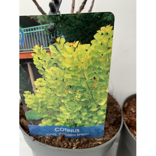 130 - TWO COTINUS COGGYGRIA 'ROYAL PURPLE' AND 'GOLDEN SPIRIT' SMOKE BUSH. IN 3 LTR POTS APPROX 40-50CM IN... 