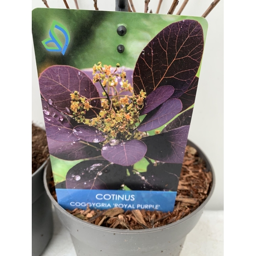 130 - TWO COTINUS COGGYGRIA 'ROYAL PURPLE' AND 'GOLDEN SPIRIT' SMOKE BUSH. IN 3 LTR POTS APPROX 40-50CM IN... 