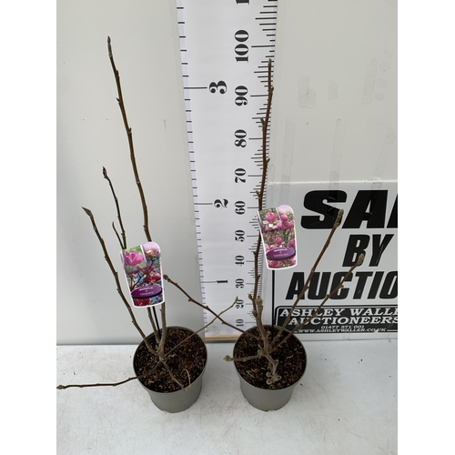 132 - TWO LARGE MAGNOLIA VARIETIES IN BUD- DARK PINK 'CLEOPATRA' AND WHITE/ PINK 'SATISFACTION'. IN 5 LTR ... 