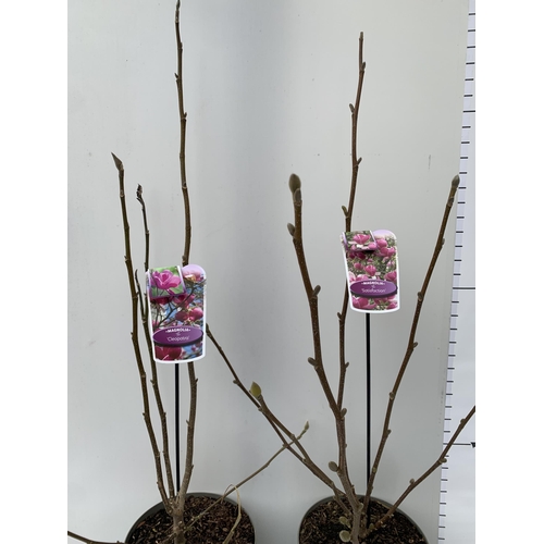 132 - TWO LARGE MAGNOLIA VARIETIES IN BUD- DARK PINK 'CLEOPATRA' AND WHITE/ PINK 'SATISFACTION'. IN 5 LTR ... 