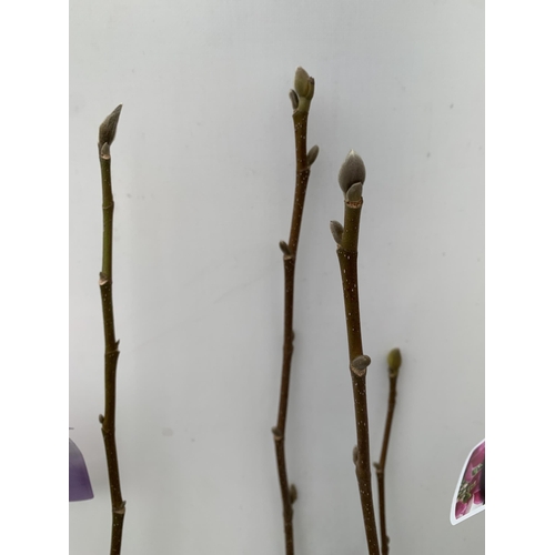 132 - TWO LARGE MAGNOLIA VARIETIES IN BUD- DARK PINK 'CLEOPATRA' AND WHITE/ PINK 'SATISFACTION'. IN 5 LTR ... 