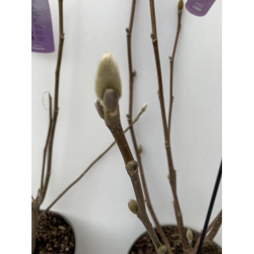 132 - TWO LARGE MAGNOLIA VARIETIES IN BUD- DARK PINK 'CLEOPATRA' AND WHITE/ PINK 'SATISFACTION'. IN 5 LTR ... 