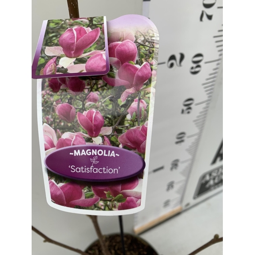 132 - TWO LARGE MAGNOLIA VARIETIES IN BUD- DARK PINK 'CLEOPATRA' AND WHITE/ PINK 'SATISFACTION'. IN 5 LTR ... 