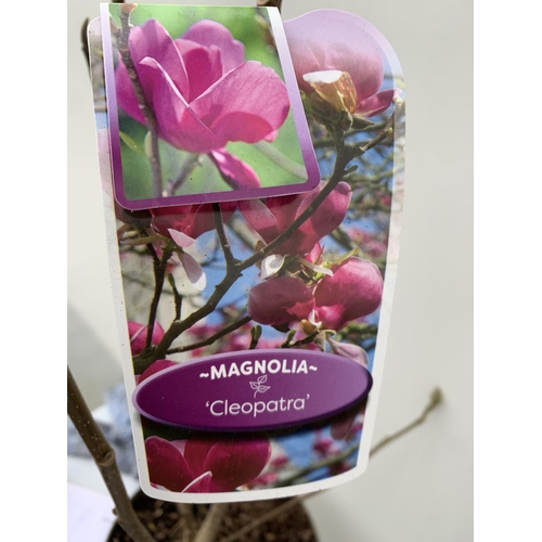 132 - TWO LARGE MAGNOLIA VARIETIES IN BUD- DARK PINK 'CLEOPATRA' AND WHITE/ PINK 'SATISFACTION'. IN 5 LTR ... 