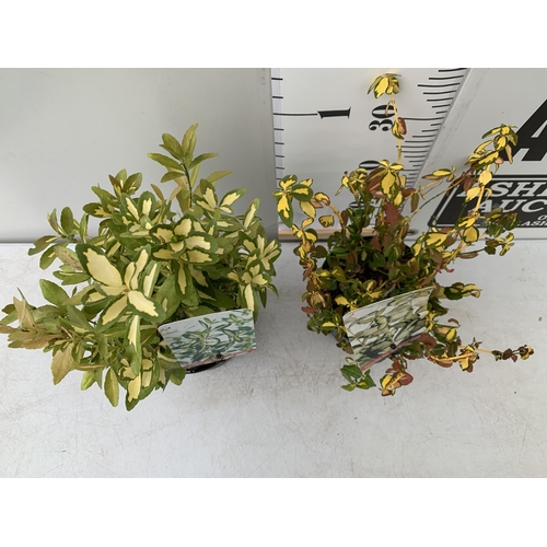 142 - TWO EUONYMOUS FORTUNA 'INTERBOLWI BLONDY' AND JAPONICA 'GOLD QUEEN'. IN 2 LTR POTS,APPROX 40- 50CM I... 