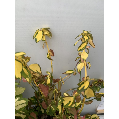 142 - TWO EUONYMOUS FORTUNA 'INTERBOLWI BLONDY' AND JAPONICA 'GOLD QUEEN'. IN 2 LTR POTS,APPROX 40- 50CM I... 