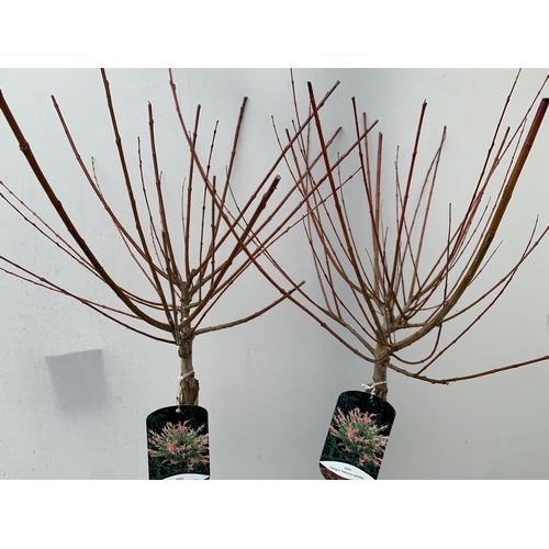 15 - TWO SALIX INTEGRA HAKURO- NISHIKI IN 3 LTR POTS. APPROX 120CM IN HEIGHT, TO BE SOLD FOR THE TWO