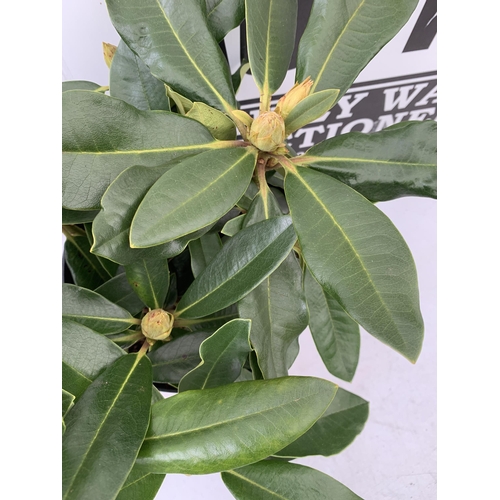 152 - TWO LARGE RHODODENDRONS IN WHITE 'PICOBELLO'. IN BUD, IN 5 LTR POTS APPROX 40-50CM IN HEIGHT, TO BE ... 