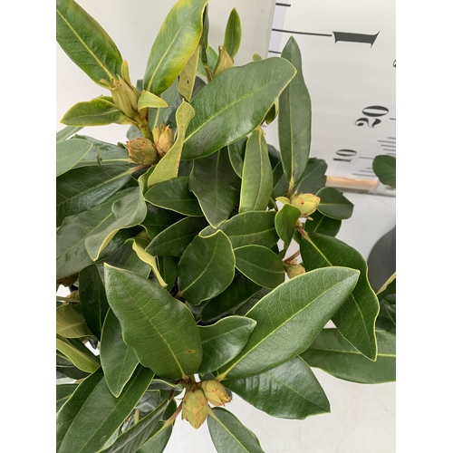 152 - TWO LARGE RHODODENDRONS IN WHITE 'PICOBELLO'. IN BUD, IN 5 LTR POTS APPROX 40-50CM IN HEIGHT, TO BE ... 