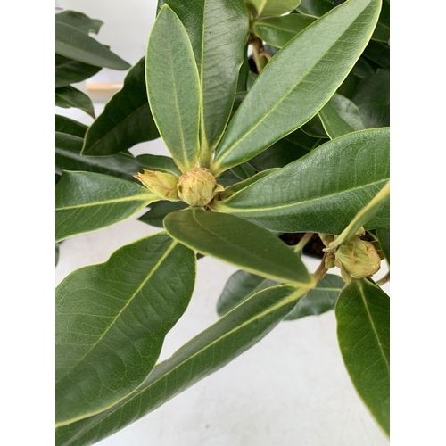 152 - TWO LARGE RHODODENDRONS IN WHITE 'PICOBELLO'. IN BUD, IN 5 LTR POTS APPROX 40-50CM IN HEIGHT, TO BE ... 