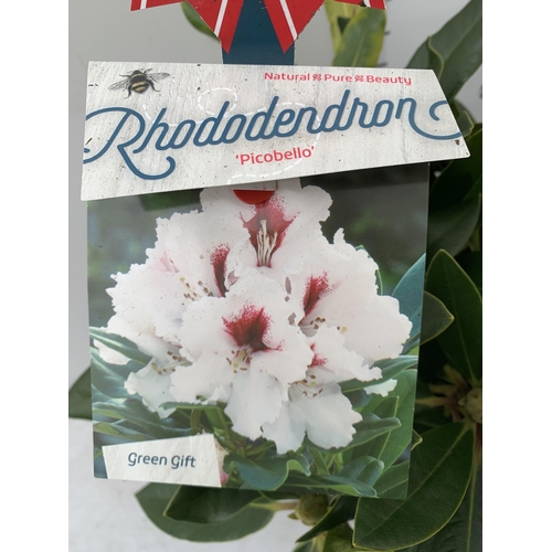 152 - TWO LARGE RHODODENDRONS IN WHITE 'PICOBELLO'. IN BUD, IN 5 LTR POTS APPROX 40-50CM IN HEIGHT, TO BE ... 