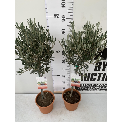 153 - TWO OLIVE OLEA EUROPAEA STANDARD TREES IN 3 LTR POTS. APPROX 90CM IN HEIGHT TOBE SOLD FOR THE TWO. N... 