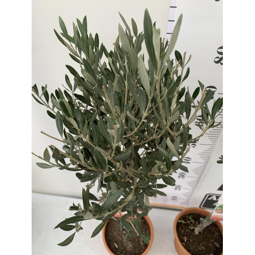 153 - TWO OLIVE OLEA EUROPAEA STANDARD TREES IN 3 LTR POTS. APPROX 90CM IN HEIGHT TOBE SOLD FOR THE TWO. N... 