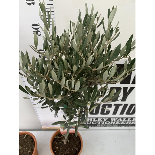 153 - TWO OLIVE OLEA EUROPAEA STANDARD TREES IN 3 LTR POTS. APPROX 90CM IN HEIGHT TOBE SOLD FOR THE TWO. N... 