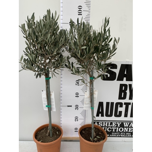 153 - TWO OLIVE OLEA EUROPAEA STANDARD TREES IN 3 LTR POTS. APPROX 90CM IN HEIGHT TOBE SOLD FOR THE TWO. N... 