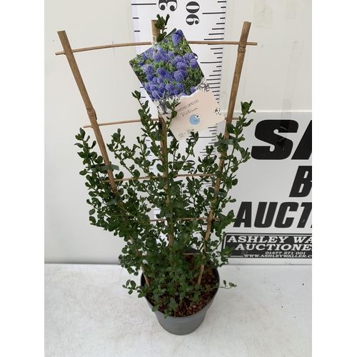 156 - ONE LARGE CEANOTHUS INDIGO BLUE 'VICTORIA' OR CALIFORNIA LILAC ON A TRELLIS. BETWEEN 90-100CM IN HEI... 