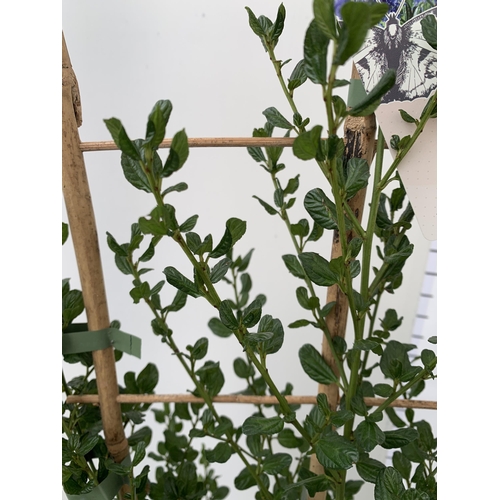 156 - ONE LARGE CEANOTHUS INDIGO BLUE 'VICTORIA' OR CALIFORNIA LILAC ON A TRELLIS. BETWEEN 90-100CM IN HEI... 