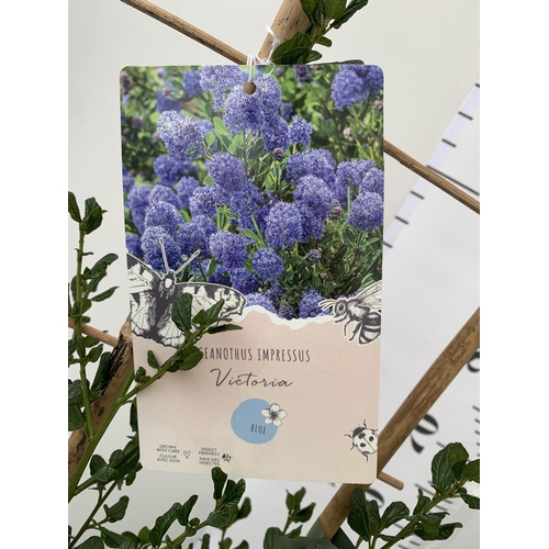 156 - ONE LARGE CEANOTHUS INDIGO BLUE 'VICTORIA' OR CALIFORNIA LILAC ON A TRELLIS. BETWEEN 90-100CM IN HEI... 