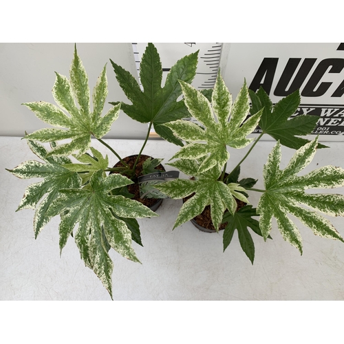 160 - TWO FATSIA JAPONICA 'SPIDERS WEB' IN 2 LTR POTS. APPROX 50-60CM IN HEIGHT TO BE SOLD FOR THE TWO