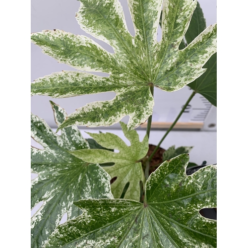 160 - TWO FATSIA JAPONICA 'SPIDERS WEB' IN 2 LTR POTS. APPROX 50-60CM IN HEIGHT TO BE SOLD FOR THE TWO