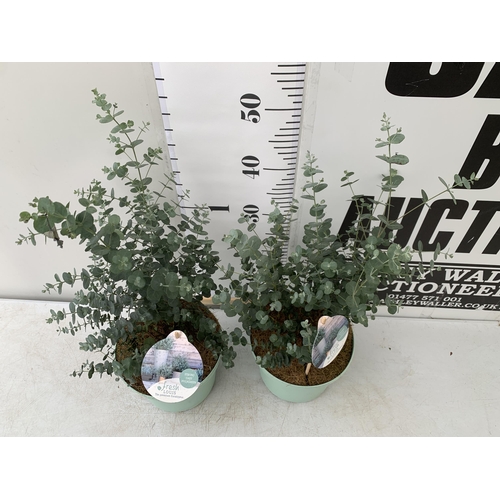 161 - TWO EUCALYPTUS GUNNI 'FRESH LOUIS', CIDER GUM IN 3 LTR POTS. APPROX 60CM IN HEIGHT, TO BE SOLD FOR T... 