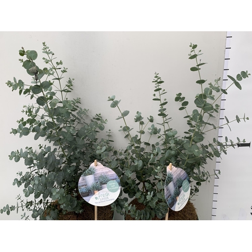 161 - TWO EUCALYPTUS GUNNI 'FRESH LOUIS', CIDER GUM IN 3 LTR POTS. APPROX 60CM IN HEIGHT, TO BE SOLD FOR T... 