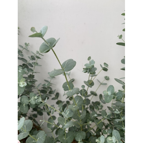 161 - TWO EUCALYPTUS GUNNI 'FRESH LOUIS', CIDER GUM IN 3 LTR POTS. APPROX 60CM IN HEIGHT, TO BE SOLD FOR T... 