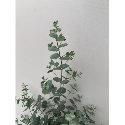 161 - TWO EUCALYPTUS GUNNI 'FRESH LOUIS', CIDER GUM IN 3 LTR POTS. APPROX 60CM IN HEIGHT, TO BE SOLD FOR T... 