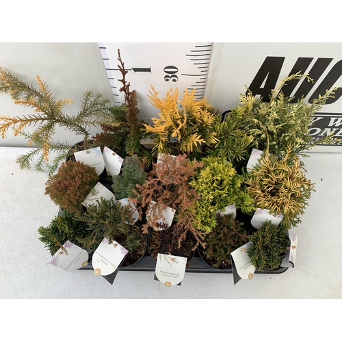 162 - FIFTEEN MIXED VARIETIES OF CONIFERS IN 10CM POTS ON A TRAY. APPROX 30-40CM TALL, EACH CONIFER IS DIF... 