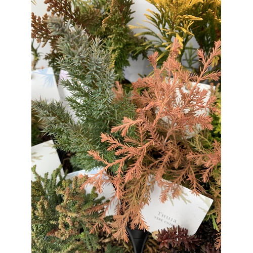 162 - FIFTEEN MIXED VARIETIES OF CONIFERS IN 10CM POTS ON A TRAY. APPROX 30-40CM TALL, EACH CONIFER IS DIF... 