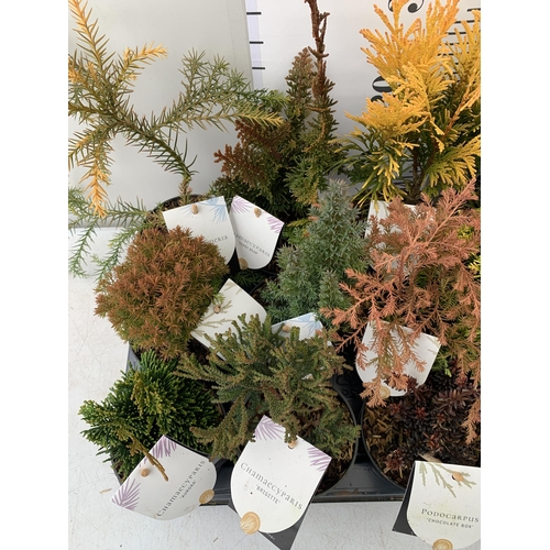 162 - FIFTEEN MIXED VARIETIES OF CONIFERS IN 10CM POTS ON A TRAY. APPROX 30-40CM TALL, EACH CONIFER IS DIF... 