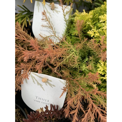 162 - FIFTEEN MIXED VARIETIES OF CONIFERS IN 10CM POTS ON A TRAY. APPROX 30-40CM TALL, EACH CONIFER IS DIF... 